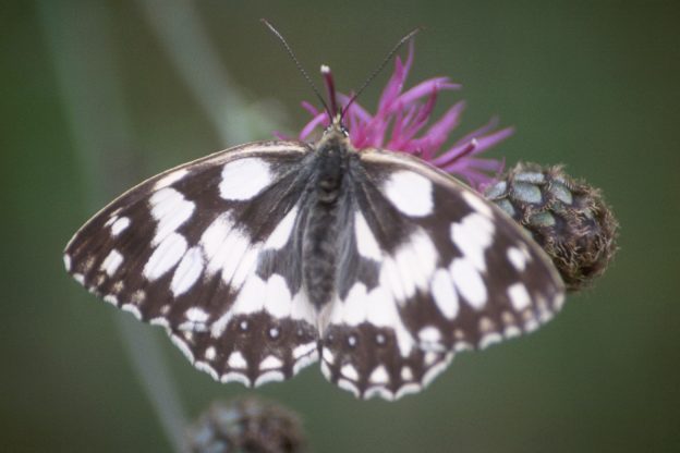 Schmetterling